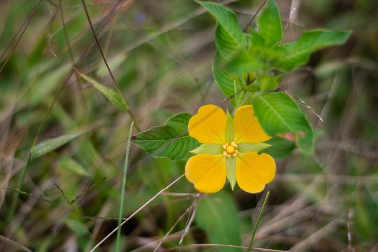 The Significance of Arts Education in Schools