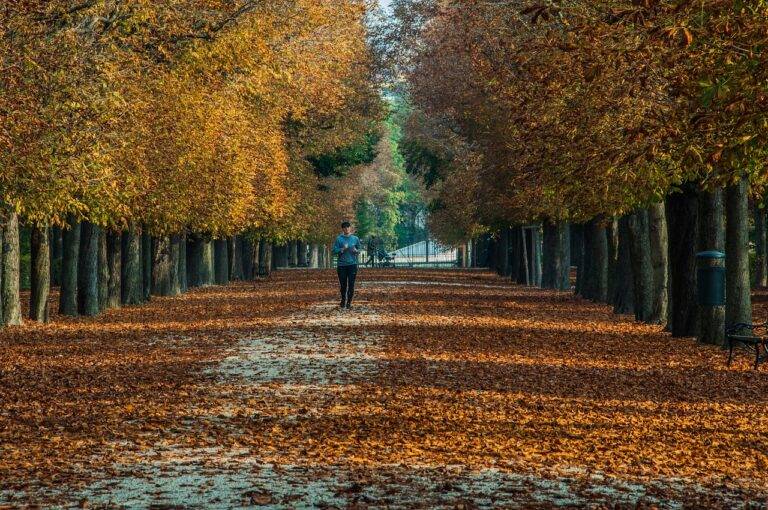 IPL’s Influence on the Evolution of Fielding Standards in Cricket