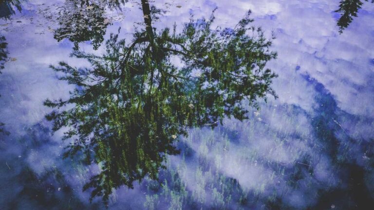 How To Sign Up And Log In To Cricbet99 Win Account?